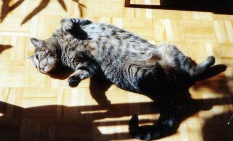 Chrystal lying in the sun